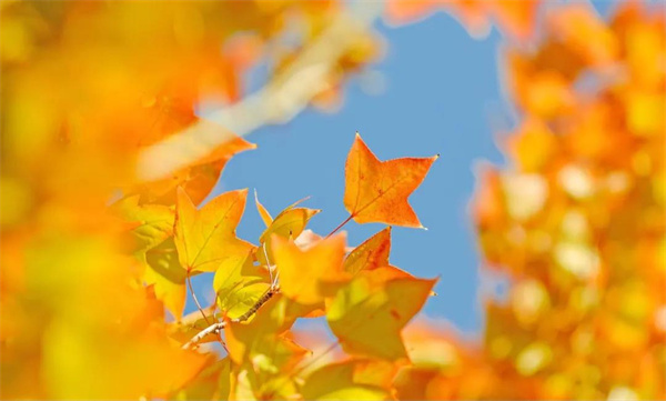 楓葉紅了，這是大姚最美色彩