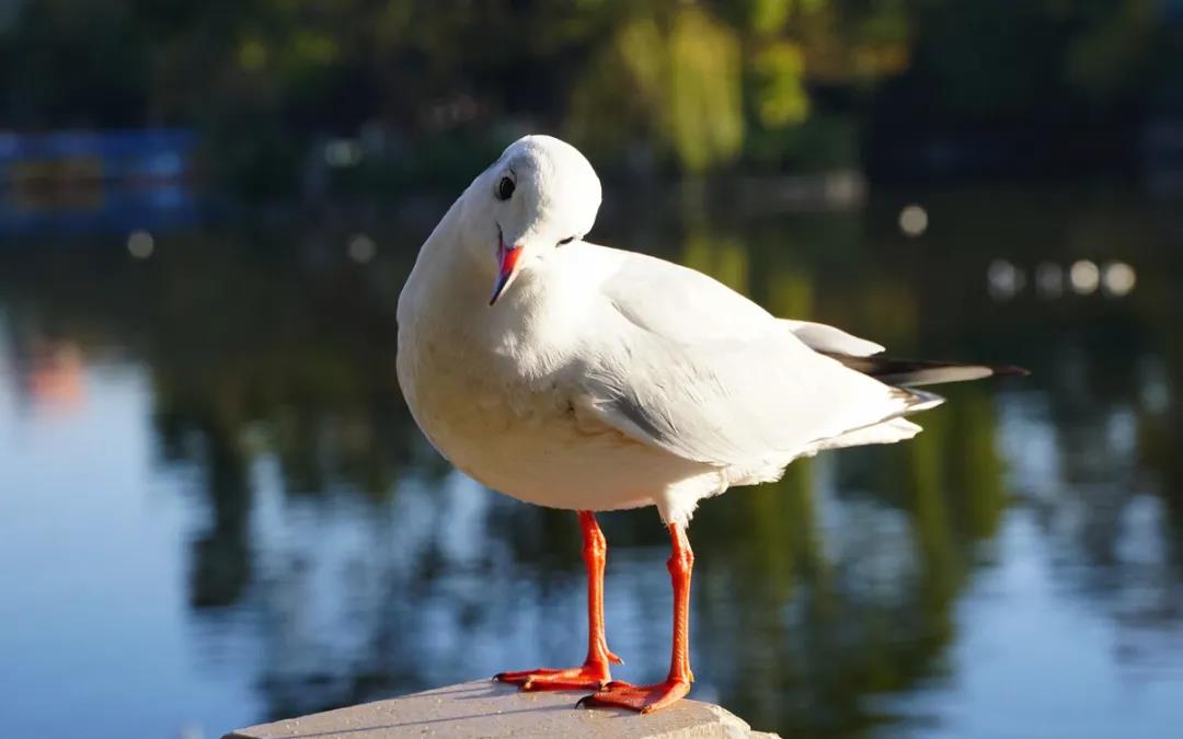 紅嘴鷗來(lái)啦！昆明最佳賞鷗地點(diǎn)推薦！    昆明傳媒公司